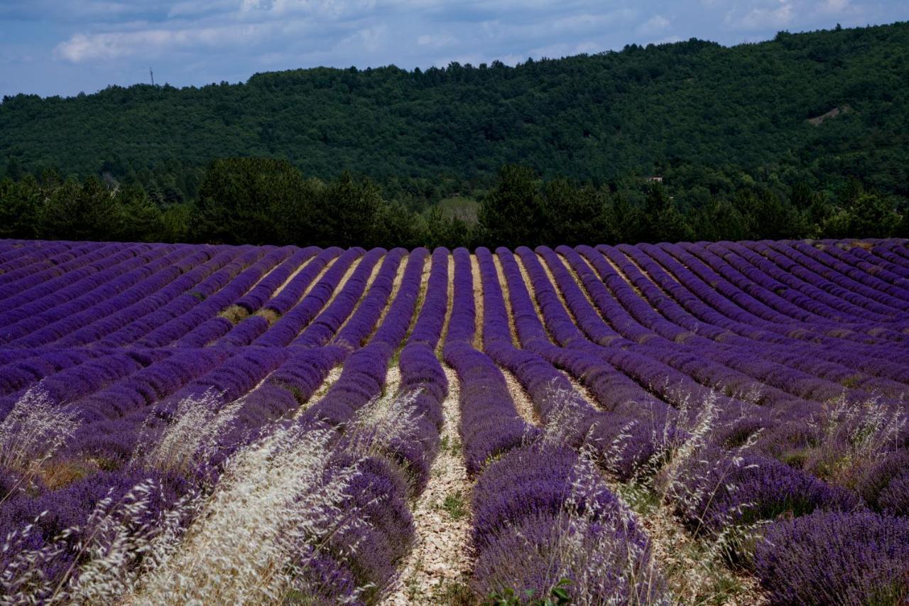 Gite La Bastide De La Loge Au Pied Du Mont Ventoux Sault-de-Vaucluse Buitenkant foto